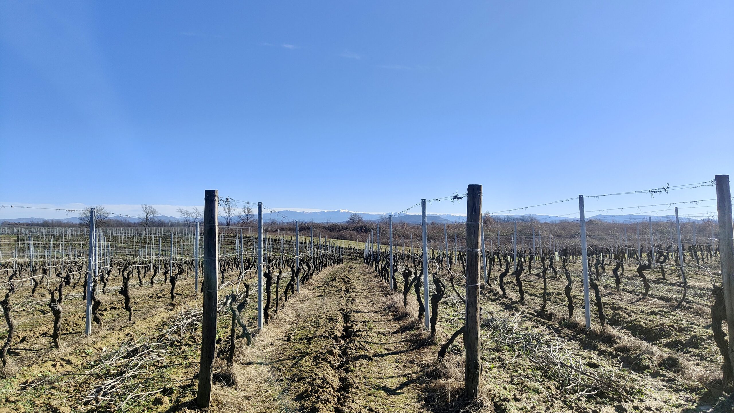 Vigneti Piemonte Ovada Gavi