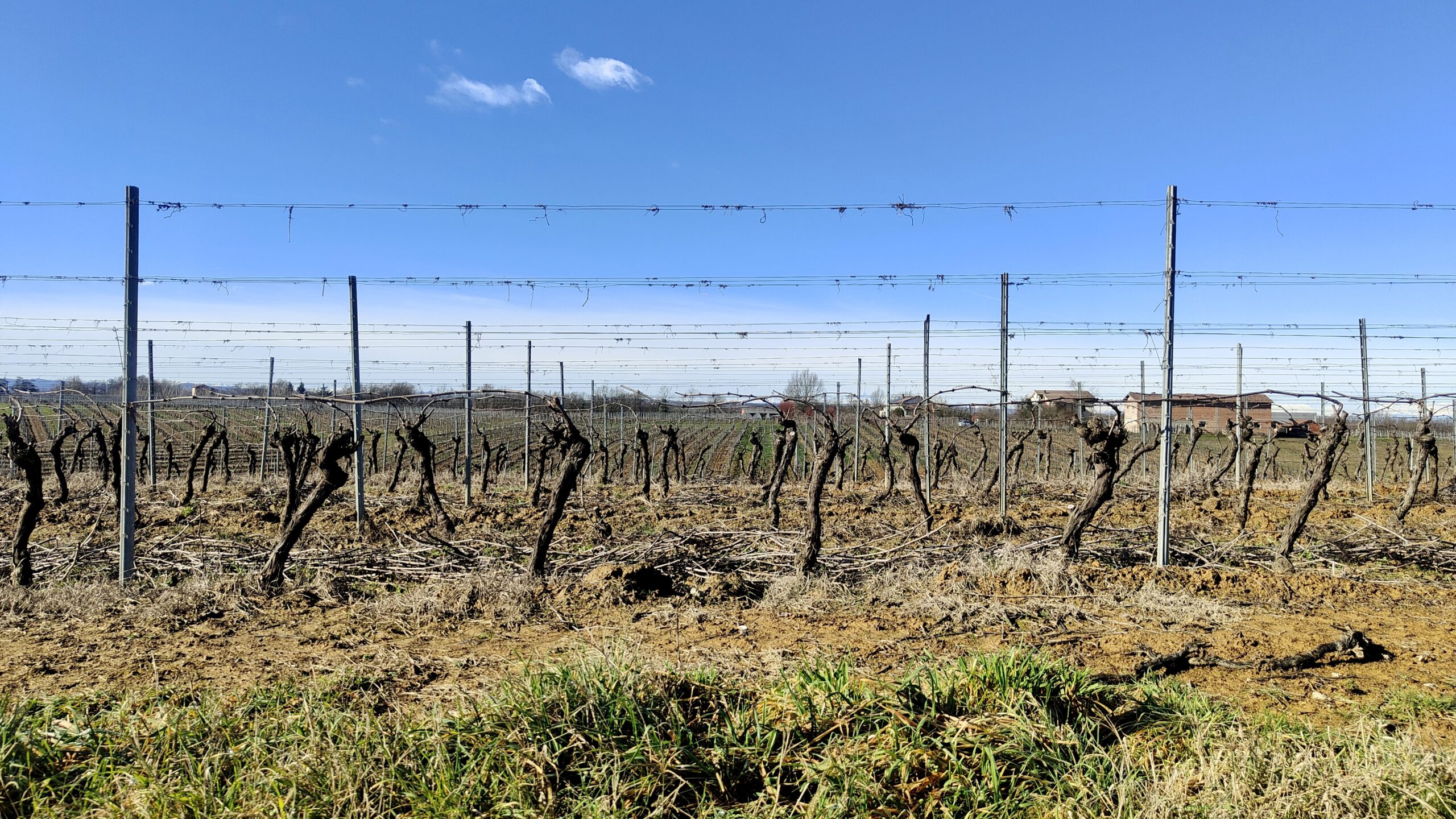 Vigneti di Ovada