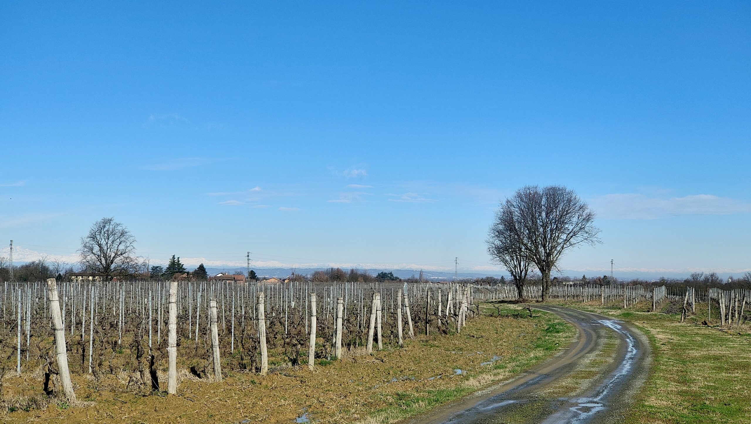 Territorio vigneti Piemonte